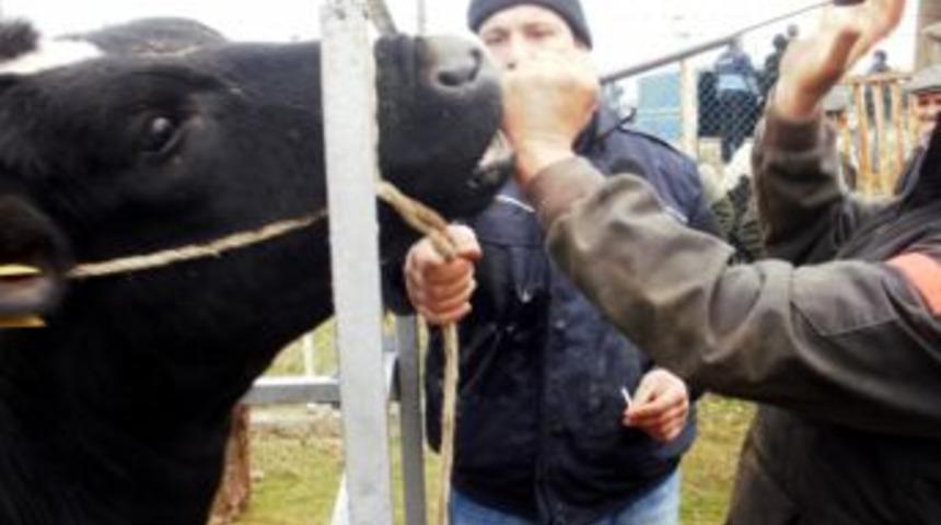 Bursa&rsquo;da &uuml;reticiye 140 damızlık d&uuml;ve dağıtıldı