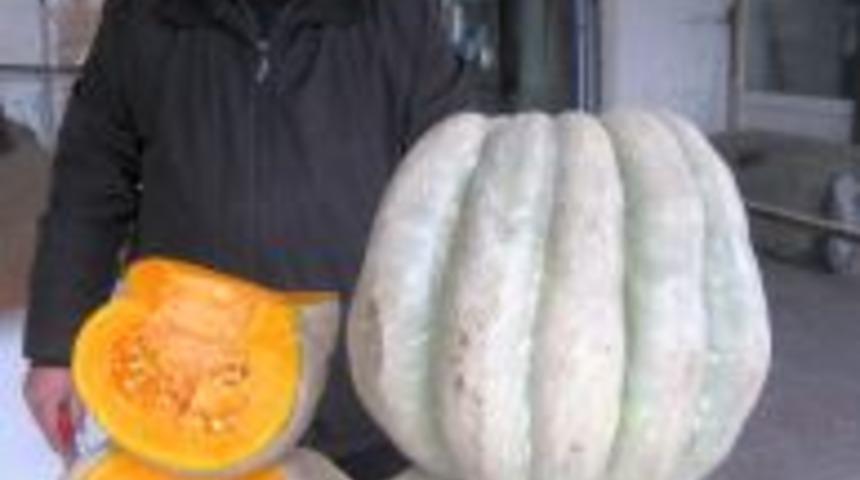 Kağızman&rsquo;da bal kabağına yoğun ilgi