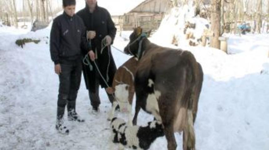 Yetim kalan kuzuya inek annelik yapıyor