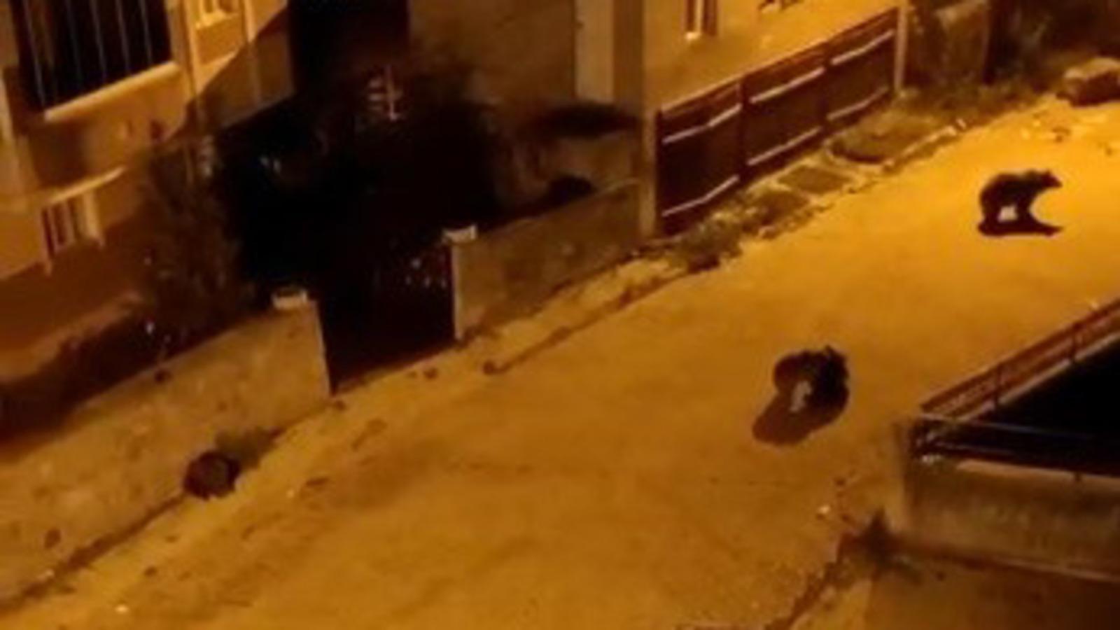 Kars'ta yiyecek aramak için mahalleye inen ayılar kamerada 👉
