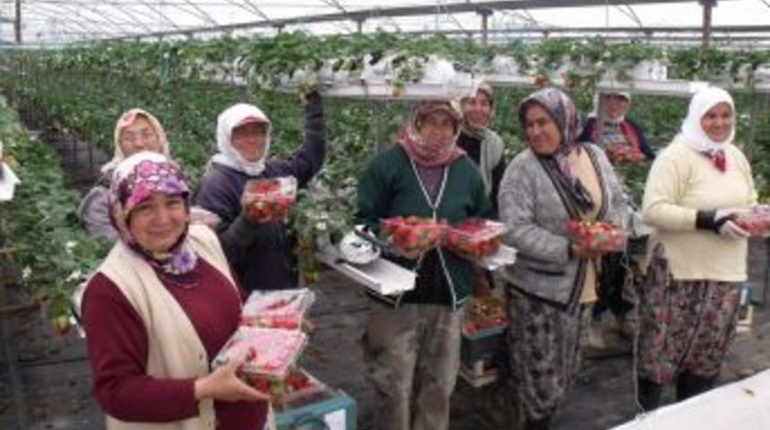 Silifkeli &ccedil;ift&ccedil;iler &ccedil;ilek hasadını 8 aya &ccedil;ıkardı