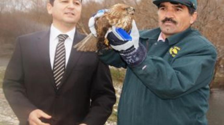 Tedavi edilen yaralı şahin doğaya bırakıldı