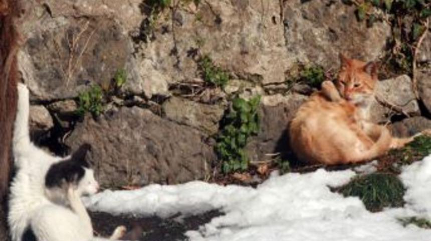 Kedilerin karda g&uuml;neş keyfi