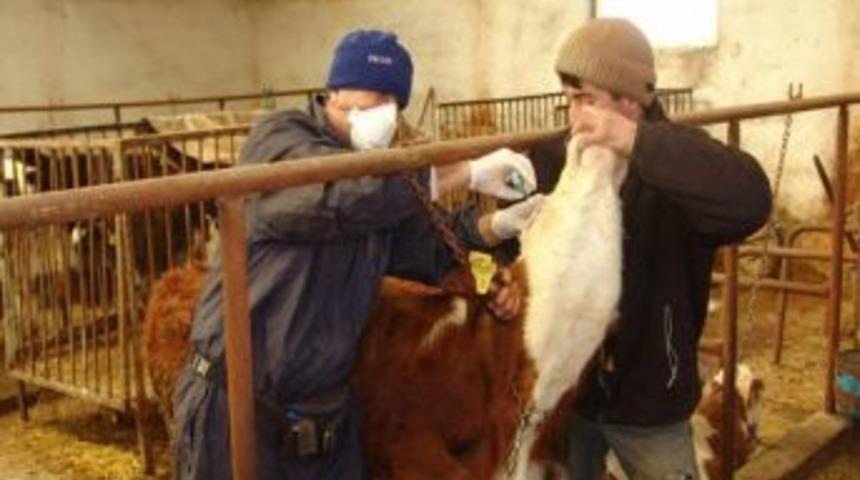 Brusella aşısına Molla k&ouml;y&uuml;nden başlandı