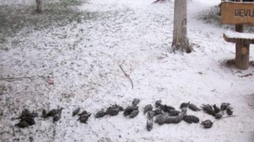 &Ccedil;orlu&rsquo;da y&uuml;zlerce kuş a&ccedil;lık ve soğuktan telef oldu