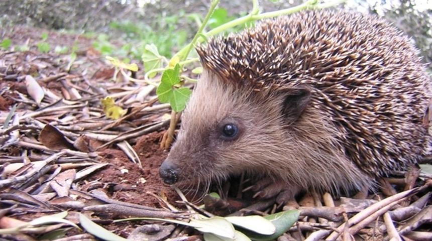 Hangi hayvanlar kış uykusuna yatar?