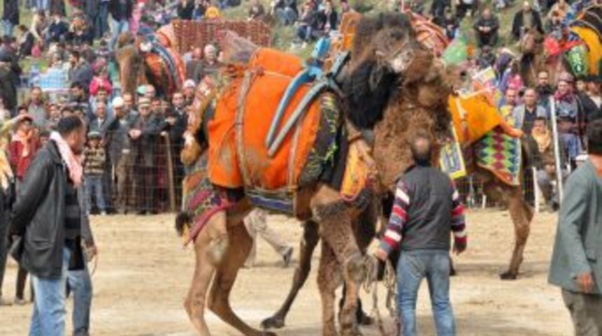 İzmir'de deve g&uuml;reşi şenliği yapıldı