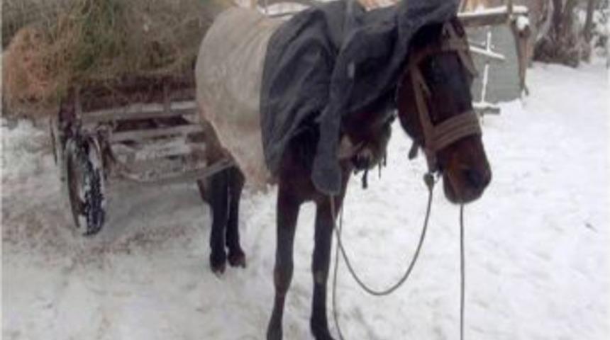 Soğukta telef olmasın diye hayvanlarına &ccedil;ocukları gibi bakıyorlar