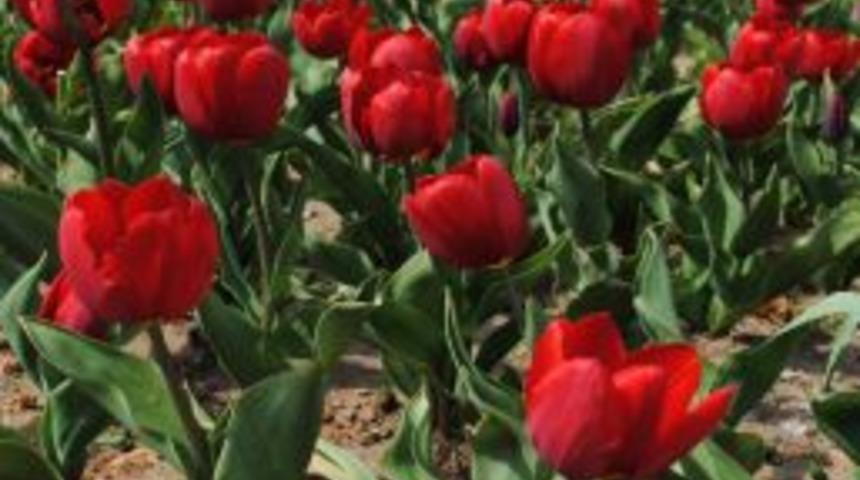 Laleler Manavgat'a bahar sevinci yaşattı