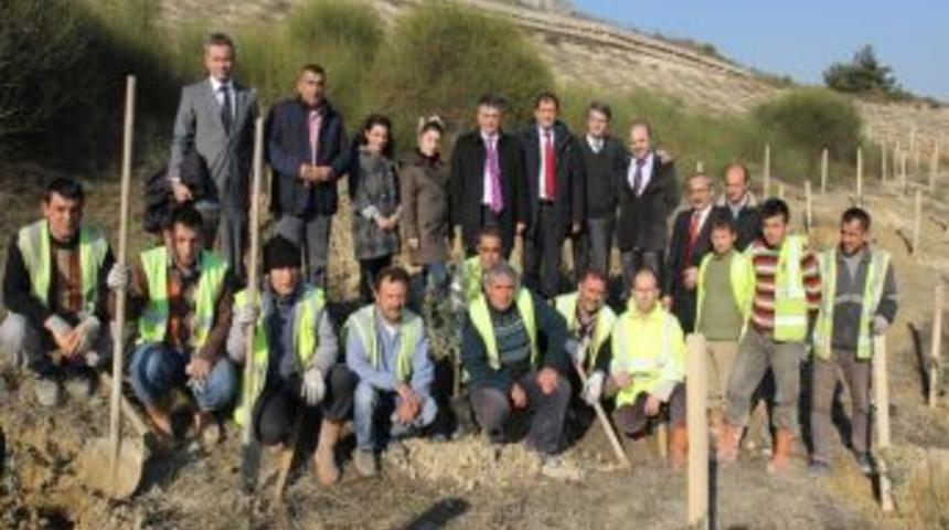 Yol kenarları ve kavşaklar zeytinlik olacak