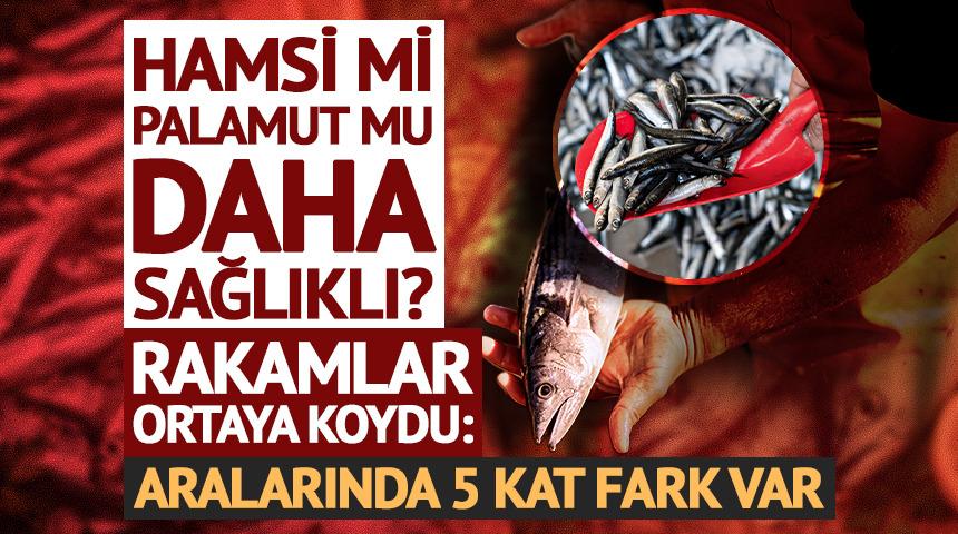 Hamsi mi palamut mu daha sağlıklı? Rakamlar ortaya koydu: Aralarında 5 kat fark var