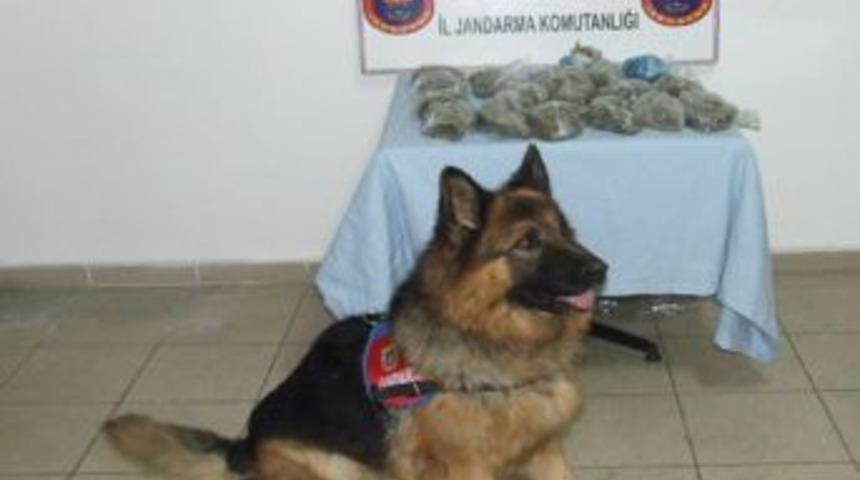 Sakarya'da esrar operasyonu: 5 g&ouml;zaltı