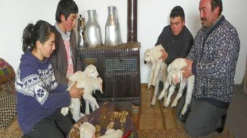 Yeni doğan kuzulara evde bakıyorlar