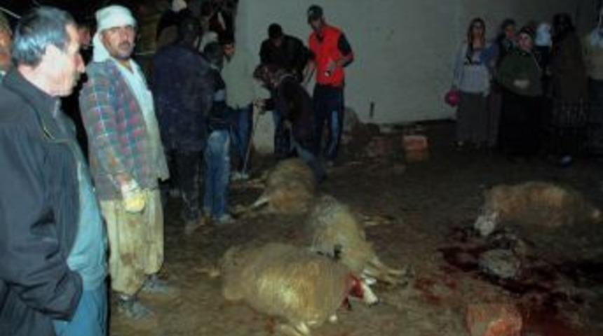 Yağışlara dayanamayan ahır &ccedil;&ouml;kt&uuml;, 50 hayvan telef oldu