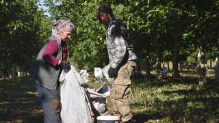 100 bin ağaç geçim kaynağı oldu! Cevizler dört bir yana ulaşıyor