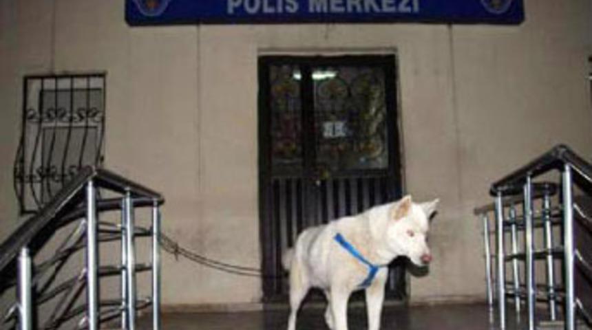 Sibirya kurtlu hırsızlık şebekesi &ccedil;&ouml;kertildi