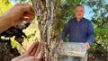 T�rkiye'de sadece 2 yerde yeti�iyor: Kilosu 50 bin liray� buluyor