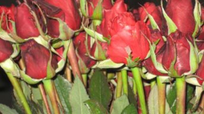 Seraları don vurunca g&uuml;l fiyatları arttı