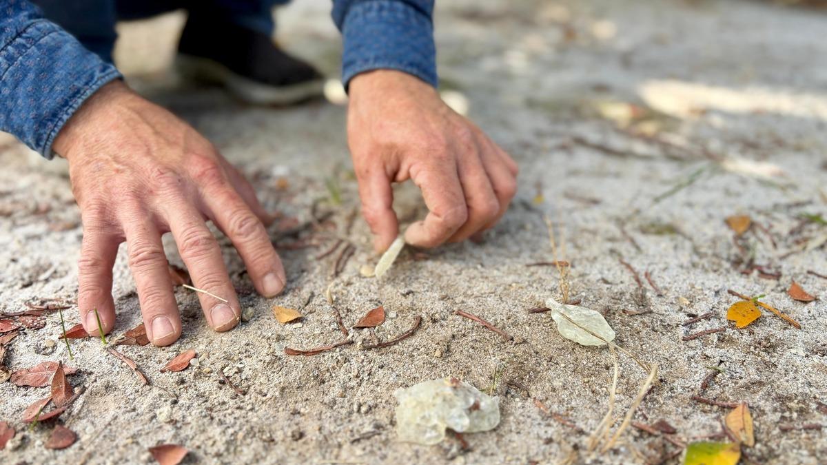 Türkiye de sadece 2 yerde yetişiyor: Kilosu 50 bin lirayı buluyor 1