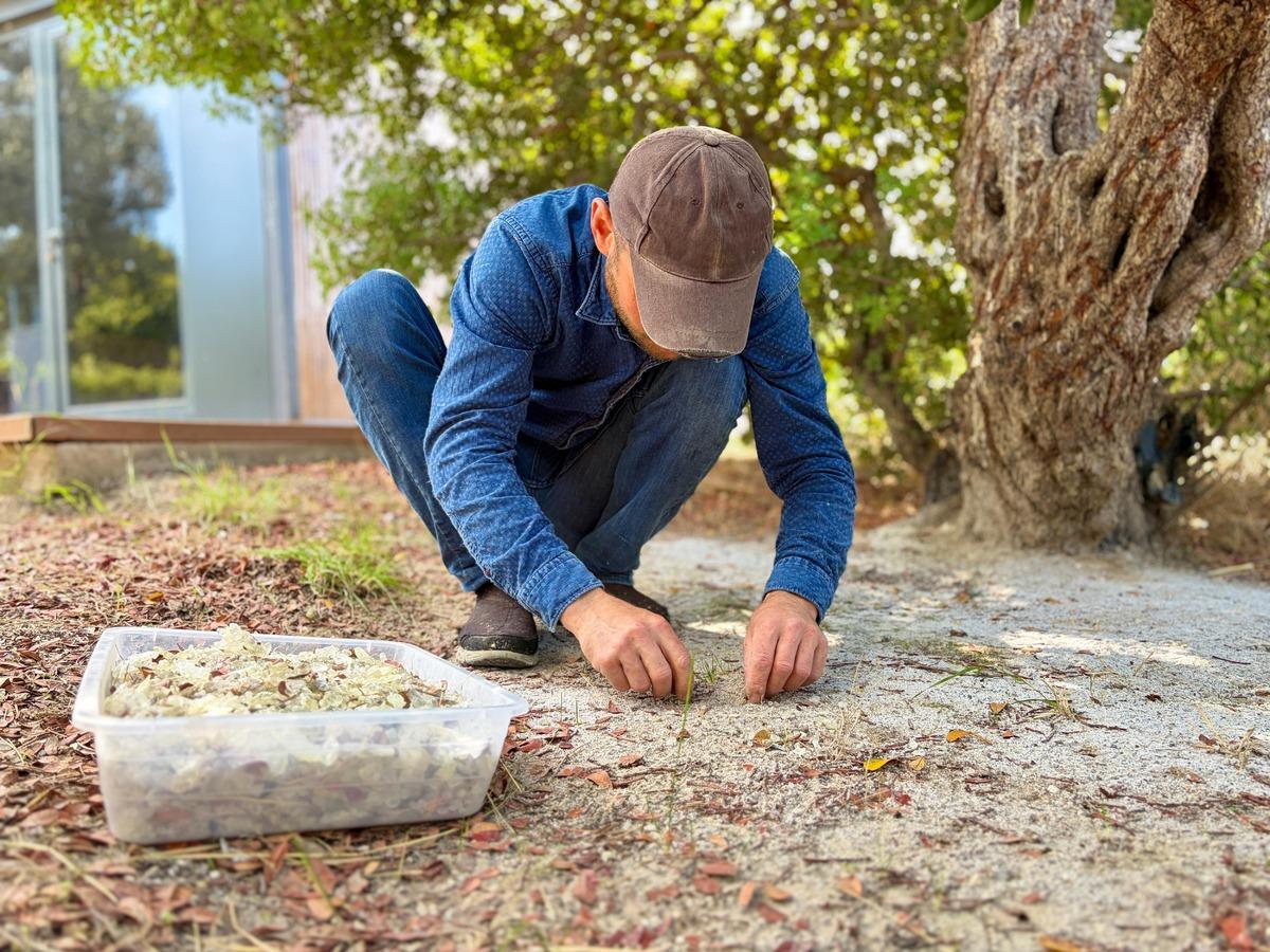 Türkiye de sadece 2 yerde yetişiyor: Kilosu 50 bin lirayı buluyor 2