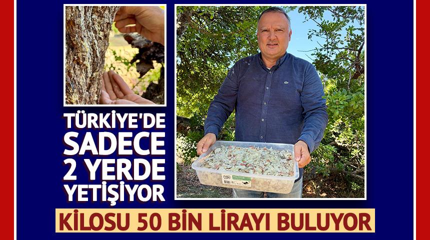 T&uuml;rkiye'de sadece 2 yerde yetişiyor: Kilosu 50 bin lirayı buluyor