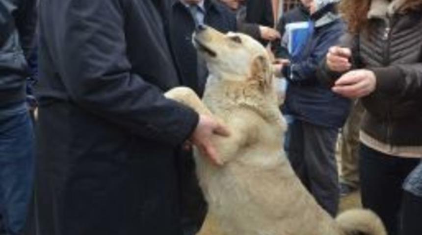 Denizli Belediyesi sokak hayvanlarını koruma altına alıyor
