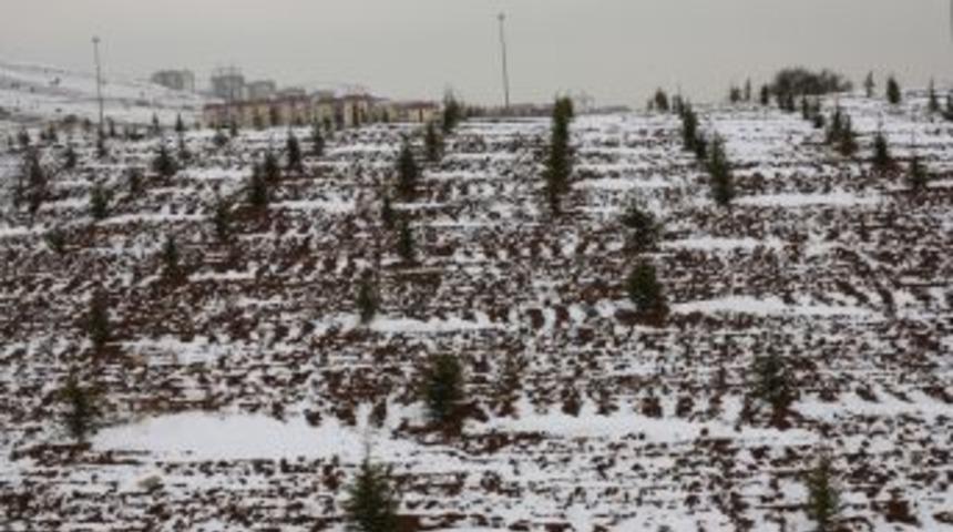 ASKİ, aboneleri i&ccedil;in bir milyon 670 bin fidan dikecek