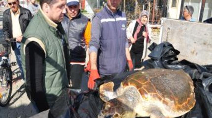 Fethiye sahilinde &ouml;l&uuml; caretta bulundu