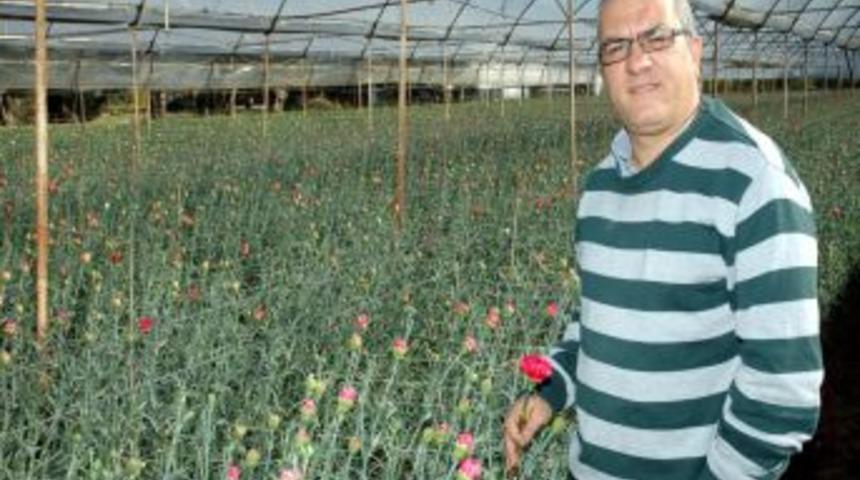 Soğuk, &ccedil;i&ccedil;ek seralarını vurdu, 14 Şubat&rsquo;ta g&uuml;ller Kenya ve Kolombiya&rsquo;dan gelecek