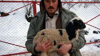 Çift cinsiyetli kuzu şaşırttı