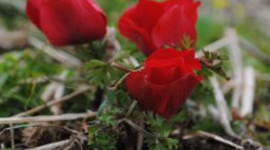 Side'de dağ laleleri &ccedil;i&ccedil;ek a&ccedil;tı