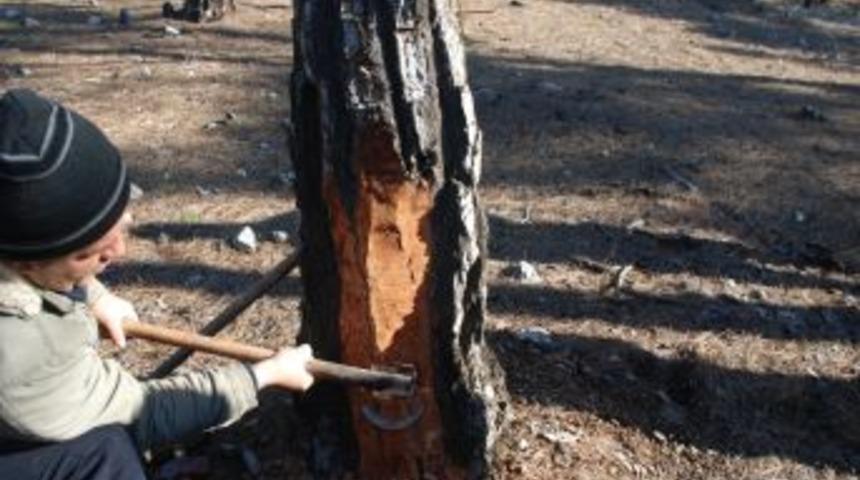 K&ouml;ylerde re&ccedil;ine ormanı oluşturulacak