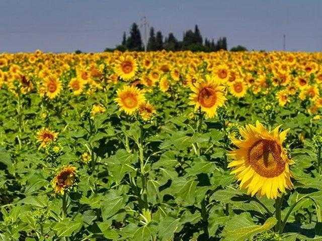TİGEM 211,9 ton yağlık ay&ccedil;i&ccedil;eği satacak