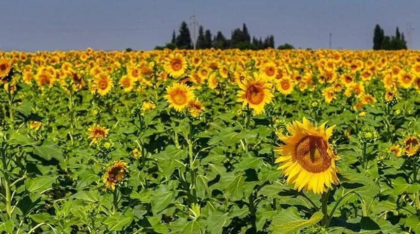 TİGEM 211,9 ton yağlık ay&ccedil;i&ccedil;eği satacak