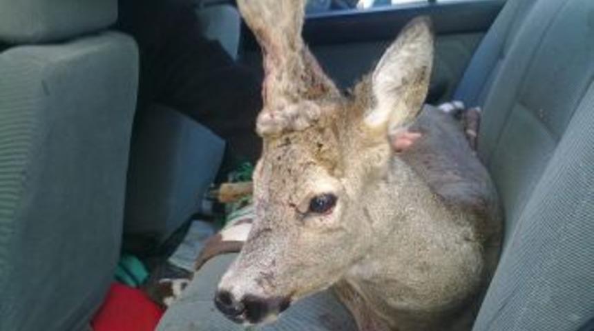 Yiyecek sıkıntısı &ccedil;eken karaca, yerleşim alanına indi