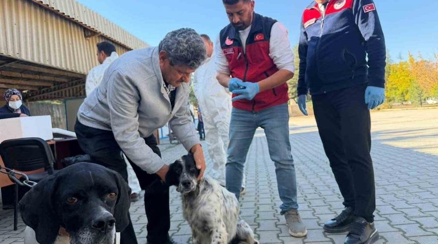 Afşin&rsquo;de kuduzla toplu m&uuml;cadele: 230 hayvan aşılandı, 60&rsquo;ına mikro&ccedil;ip takıldı