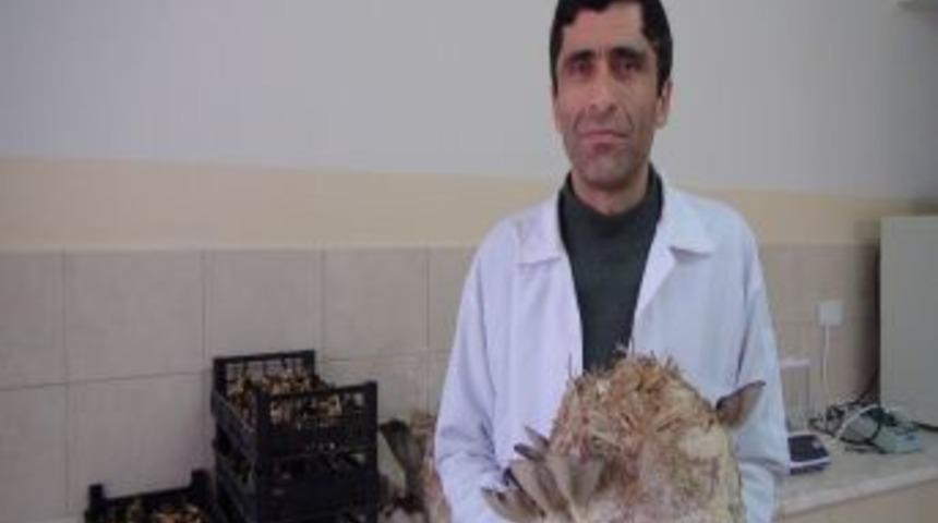 "T&uuml;rkiye'de mantara yeterince &ouml;nem verilmemiş"