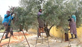 Aydın'da zeytin hasadı başladı