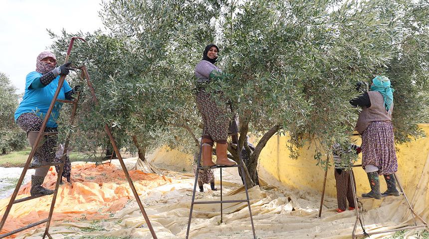 Aydın'da zeytin hasadı başladı