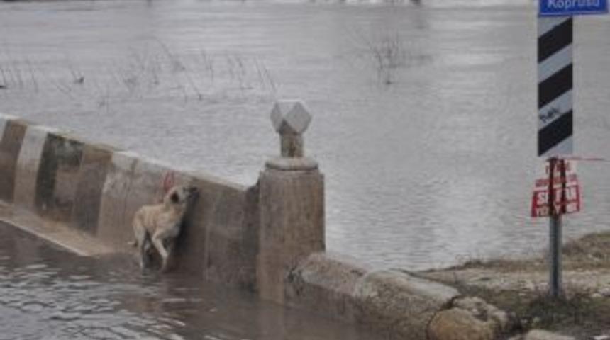 Tunca K&ouml;pr&uuml;s&uuml; suya g&ouml;m&uuml;lmek &uuml;zere