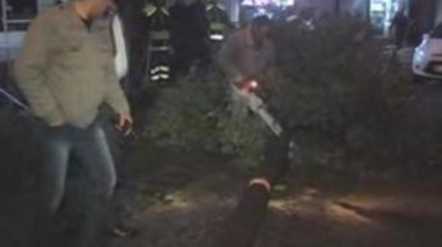 Balıklıg&ouml;l&rsquo;de fırtına ağa&ccedil; devirdi