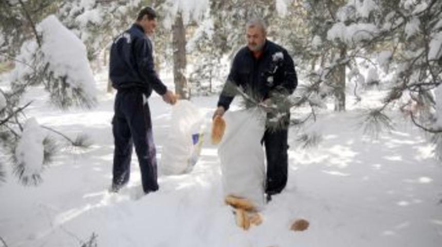 Mamak Belediyesi'nden doğadaki hayvanlara yiyecek