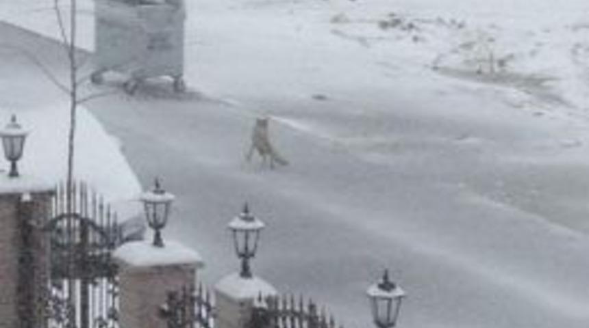 Doğada yiyecek bulamayan tilki Yenimahalle &Ccedil;ayyolu'na indi