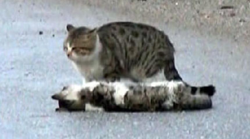 Başından ayrılmadı