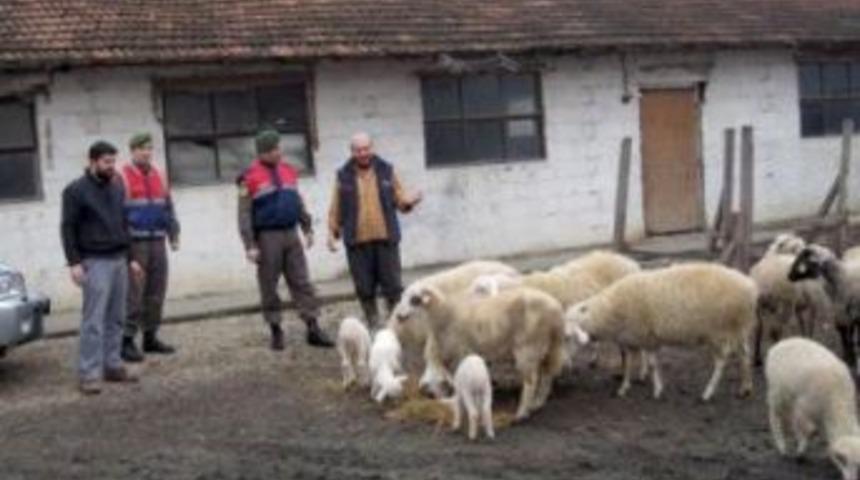 Eski patronunun koyunlarını &ccedil;alan zanlı jandarmadan ka&ccedil;amadı