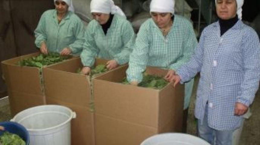 Defne &ouml;nemli gelir kaynağı oldu