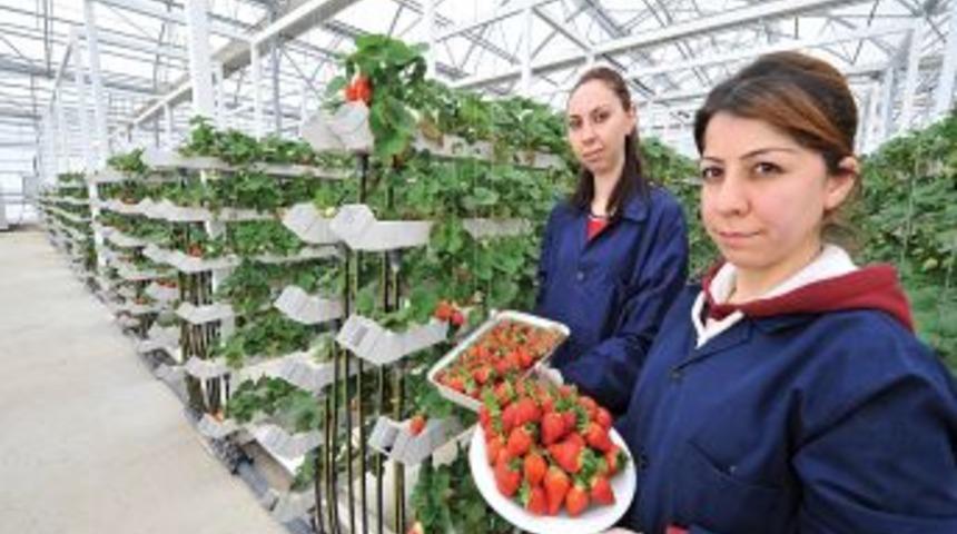 Mamak &Ccedil;&ouml;pl&uuml;ğ&uuml;'nde domatesin ardından şimdi de &ccedil;ilek yetiştiriliyor