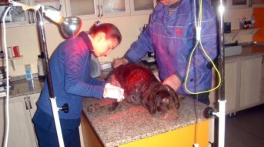 Donan k&ouml;pek, kalp ve solunum takviyesiyle hayata bağlandı