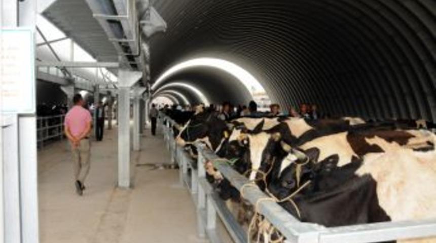 Şap sebebiyle kapatılan Balıkesir Hayvan Pazarı 5 Mart`ta a&ccedil;ılıyor