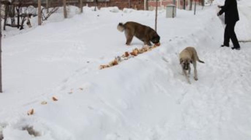 Elazığ Belediyesi doğadaki hayvanları unutmadı